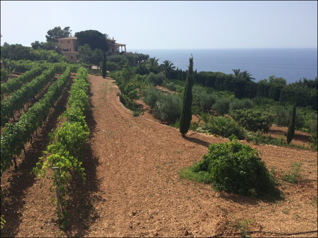 Bodega Ca'n Pico_7-3-15_#1