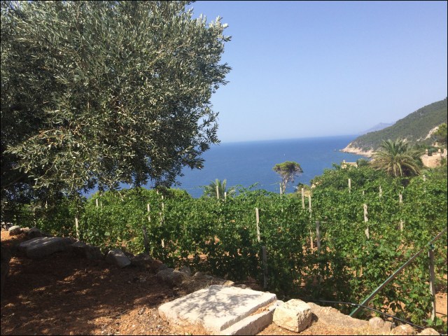 Bodega Ca'n Pico_7-3-15_#24