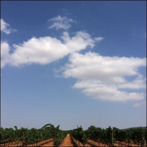 Bodegas Angel_7-18-15_#2