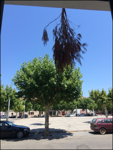 Jaume de Puntiró_7-24-15_#4