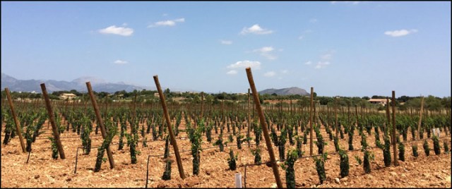 Son Prim_7-29-15_#39