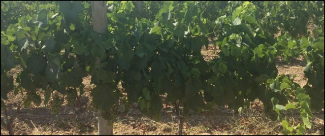 VinsToniGelabert_7-29-15_#5